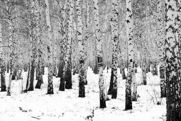 Bříza Lesní Zimní Krajina Černobílé Foto — Stock fotografie