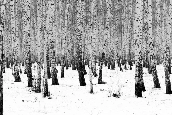 Paysage Hivernal Forêt Bouleaux Photo Noir Blanc — Photo