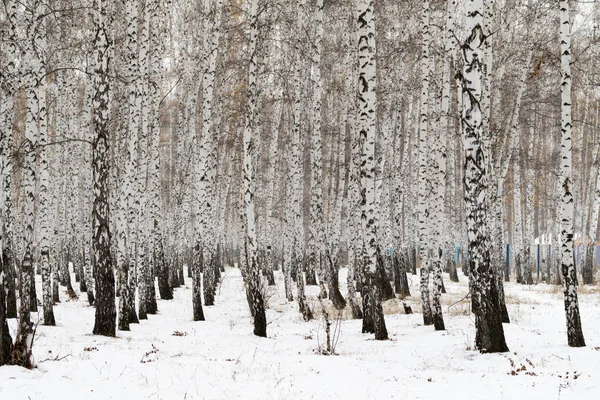 Björk Skog Vinterlandskap — Stockfoto