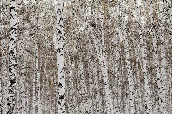 白桦林冬季景观 — 图库照片