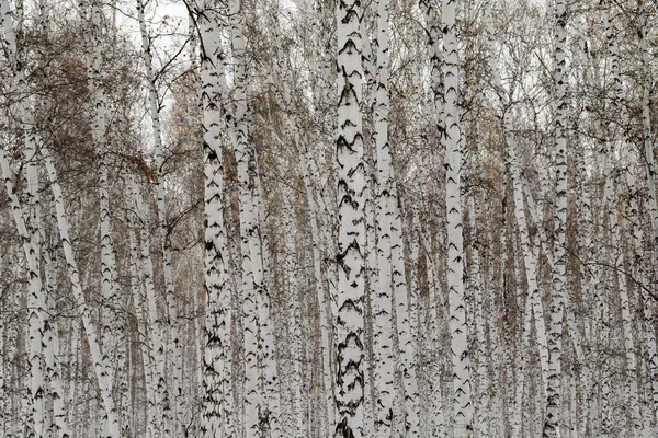 Björk Skog Vinterlandskap — Stockfoto