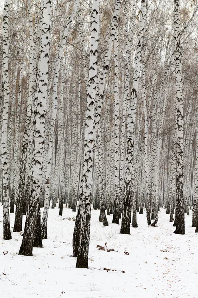 Birch Forest Winter Landscape — Stock Photo, Image