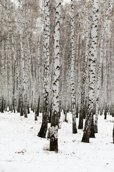 Birch Forest Winter Landscape — Stock Photo, Image