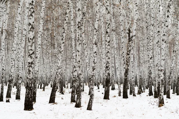Birch Forest Winter Landscape — Stock Photo, Image