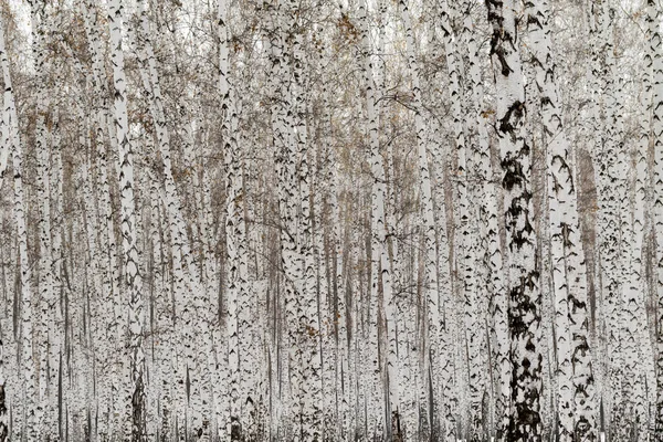 Birch Les Zimní Krajina — Stock fotografie