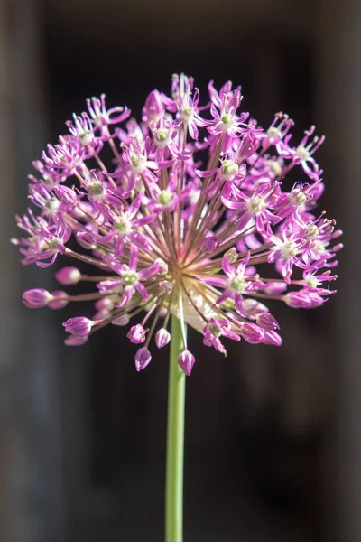Ajo Flor Púrpura Cerca — Foto de Stock