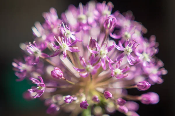 Česnek Fialový Květ Zblízka — Stock fotografie