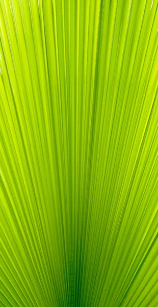 Palm Tree Leaves Close — Stock Photo, Image