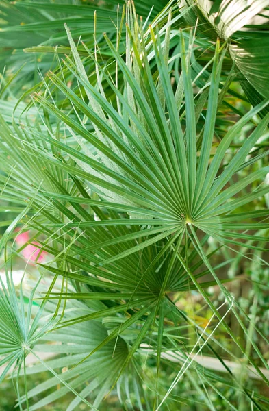 Palmbladeren Van Dichtbij — Stockfoto