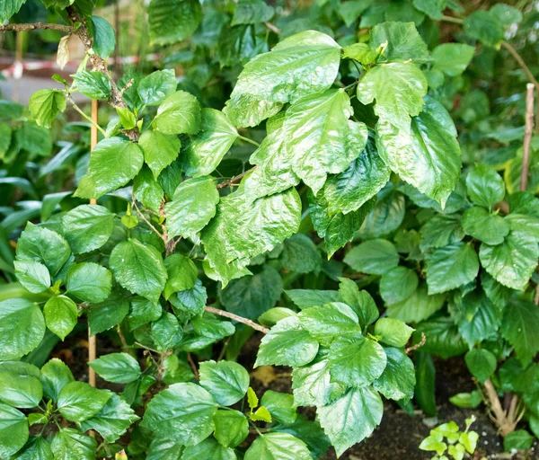 Gröna Tropiska Växter Skog Bakgrund — Stockfoto