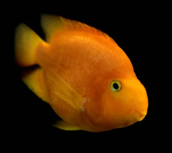 Goldfish Close View — Stock Photo, Image