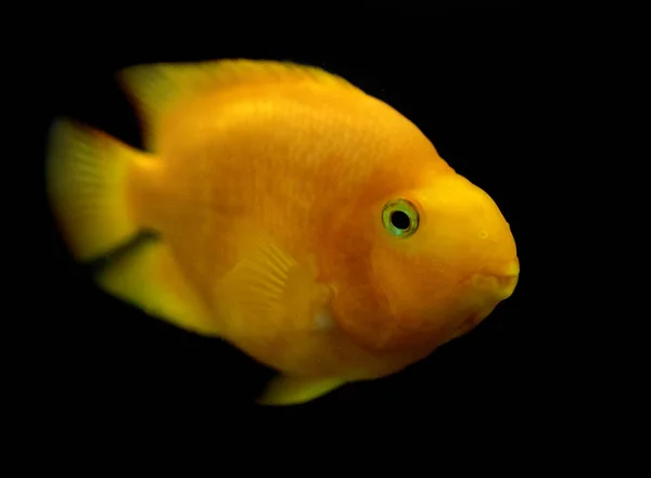 Goldfische Aus Nächster Nähe — Stockfoto