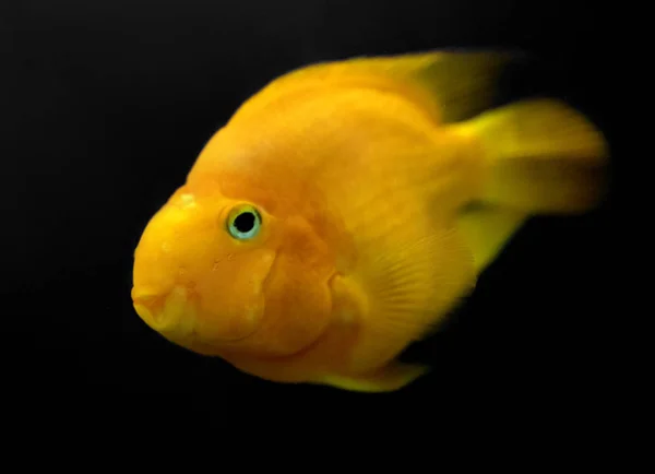 Guldfisk Närbild Visa — Stockfoto