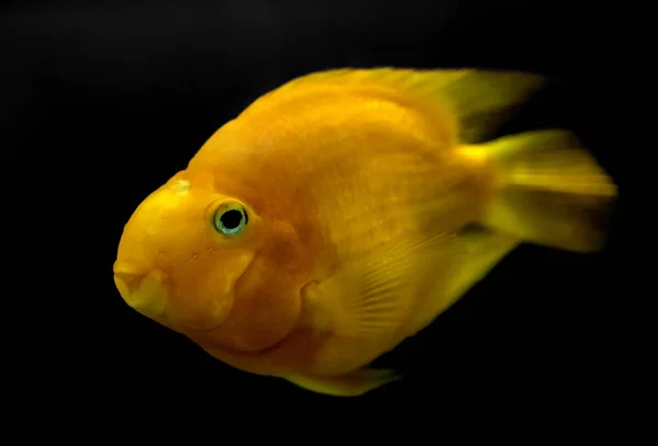 Goldfische Aus Nächster Nähe — Stockfoto