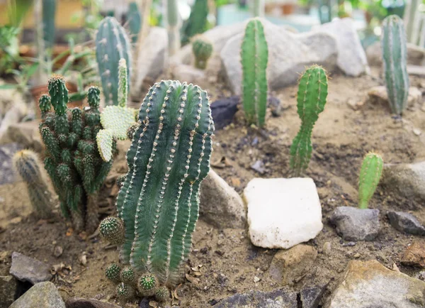 green cactus growing in soil