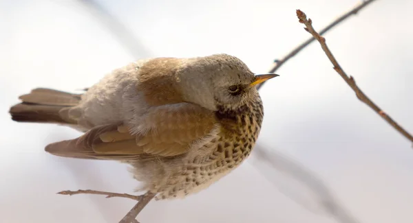 Fieldfare 画眉坐在树枝上 — 图库照片