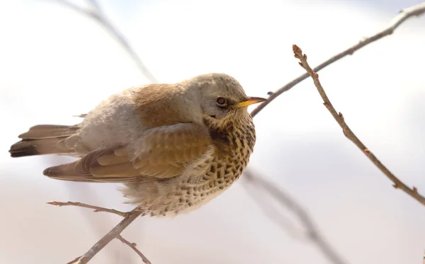 Fieldfare 画眉坐在树枝上 — 图库照片