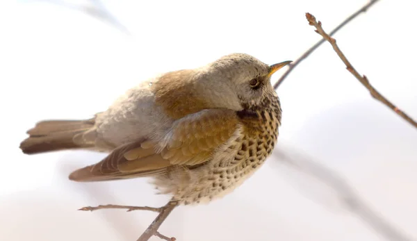 Fieldfare Thrush Sitting Branch — Stock Photo, Image