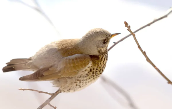 Kramsvogel Lijster Zittend Een Tak — Stockfoto