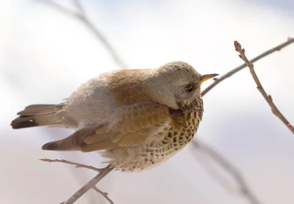 Fieldfare 画眉坐在树枝上 — 图库照片