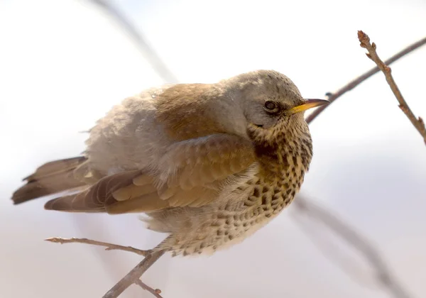 Fieldfare 画眉坐在树枝上 — 图库照片