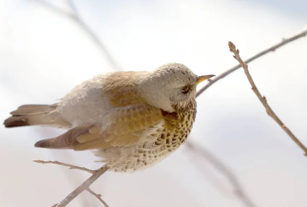 Fieldfare 画眉坐在树枝上 — 图库照片