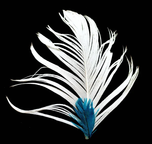 黑色背景上的白色羽毛 — 图库照片