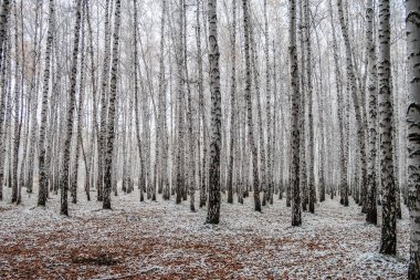 sonbahar manzara bir huş ormandaki ilk kar