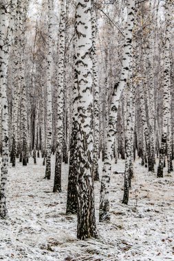 İlk kar huş ağacı orman manzara kış