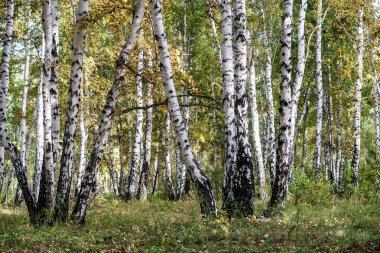 Sarı huş ağacı orman, geç sonbahar doğa manzara