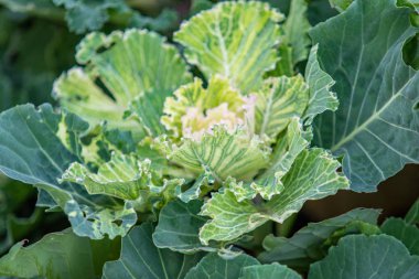 closeup süs lahana bitki