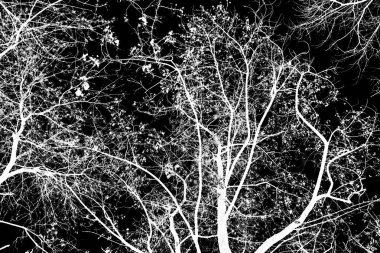 ağaç dalları siluet siyah arka plan üzerine beyaz