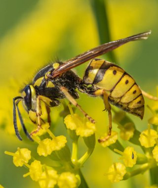 yaban arısı yakın çekim defocused sarı bir çiçek