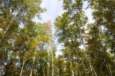 huş ağacı orman manzaralı gökyüzüne Sonbahar Doğa