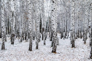 İlk kar huş ağacı orman manzara kış