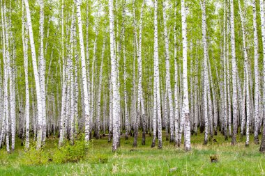 yeşil bahar huş ağacı orman, peyzaj