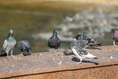 yabani güvercin doğa şehir