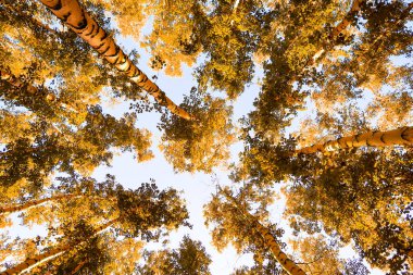 gökyüzü sonbahar arka planı sarı huş ağacı yaprakları