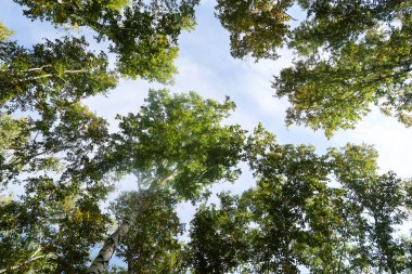 huş ağacı orman manzaralı gökyüzüne Sonbahar Doğa