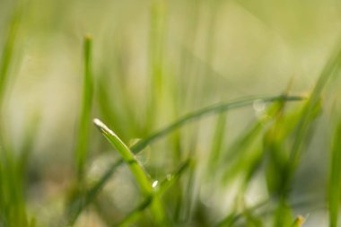 yeşil çim kar arka plan bokeh bulanık