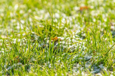 yeşil çim kar arka plan bokeh bulanık