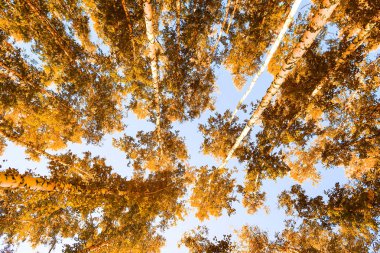 gökyüzü sonbahar arka planı sarı huş ağacı yaprakları