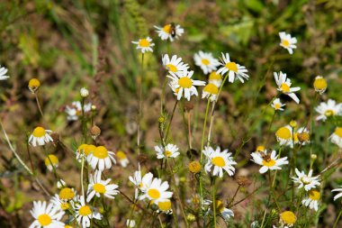 papatya çiçeği peyzaj alanı