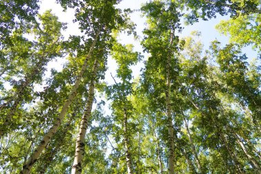 orman manzaralı aşağıdan gökyüzüne huş ağacı