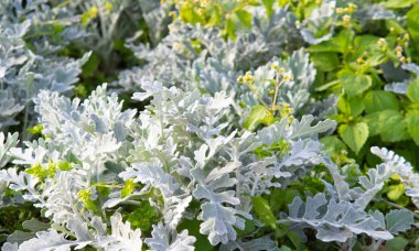 süs havuç bitkisinin seçici odak