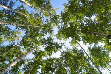 orman manzaralı aşağıdan gökyüzüne huş ağacı