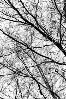 Beyaz arkaplanda ağaç dalları silueti