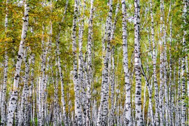 Sarı huş ağacı orman, geç sonbahar doğa manzara