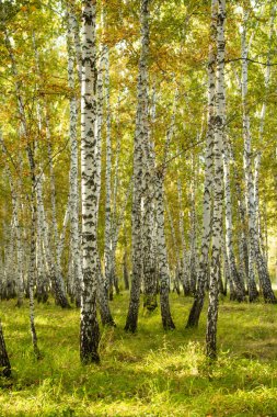 Sarı huş ağacı orman, geç sonbahar doğa manzara