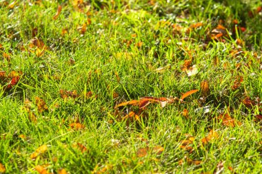 yeşil çim arka plan odak merkezi